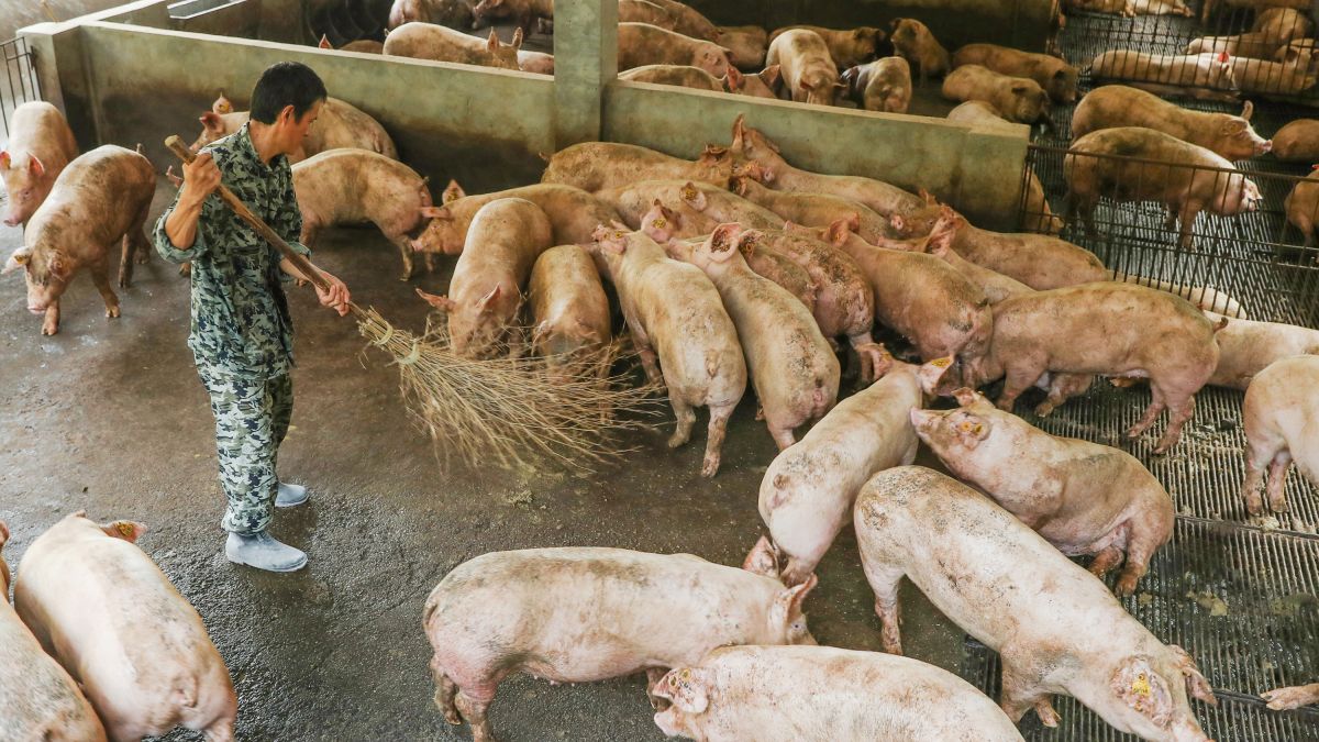 Chinese Scientists Say They Have Found a Flu Virus in Pigs that has “Pandemic Potential”