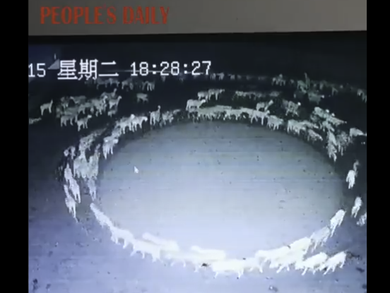 CREEPY: Video Shows Huge Flock of Sheep Walking Around  in Circles  for 12 Straight Days in China